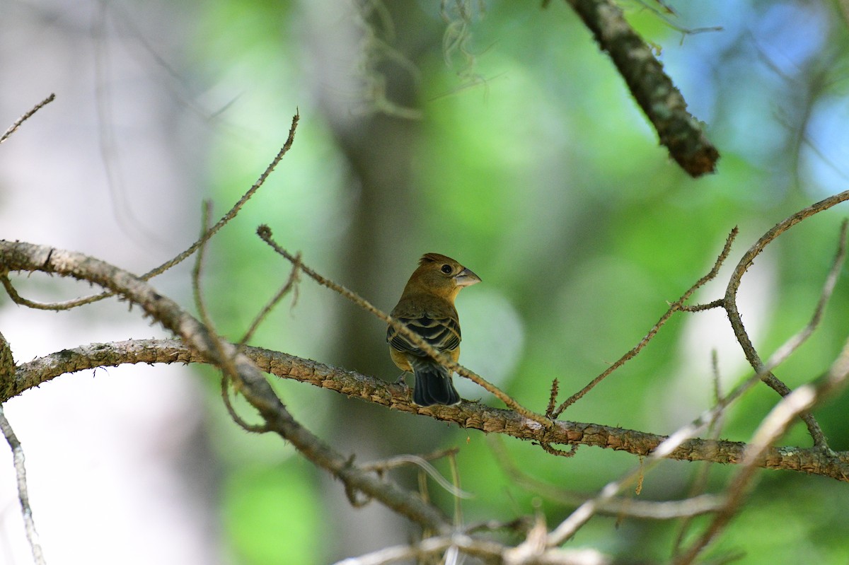 Blue Grosbeak - John Becker