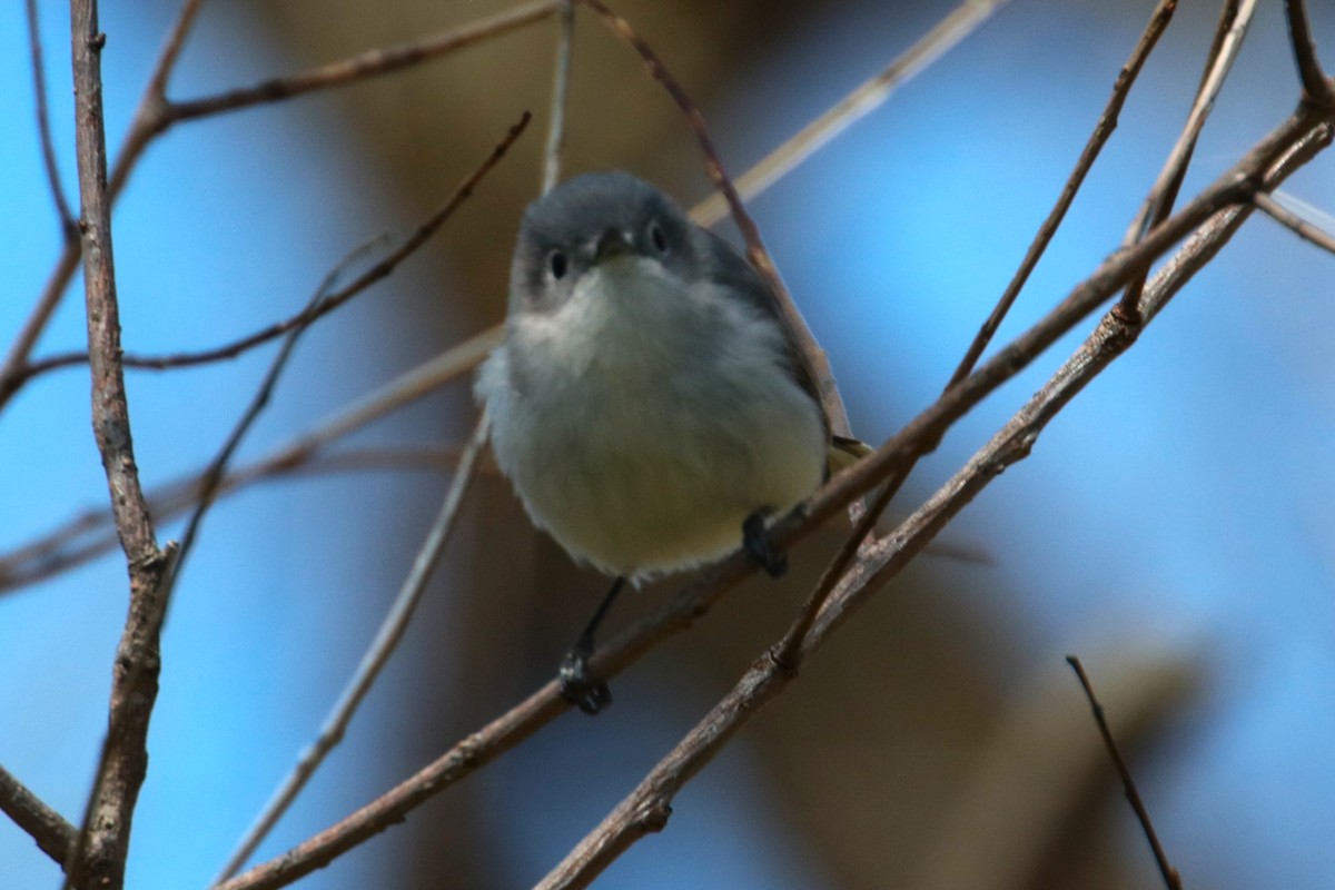 Blue-gray Gnatcatcher - ML617936400