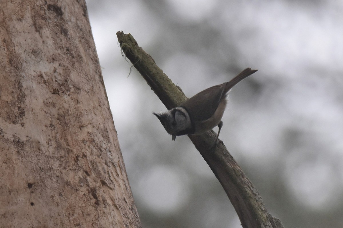 Crested Tit - Lukasz Pulawski