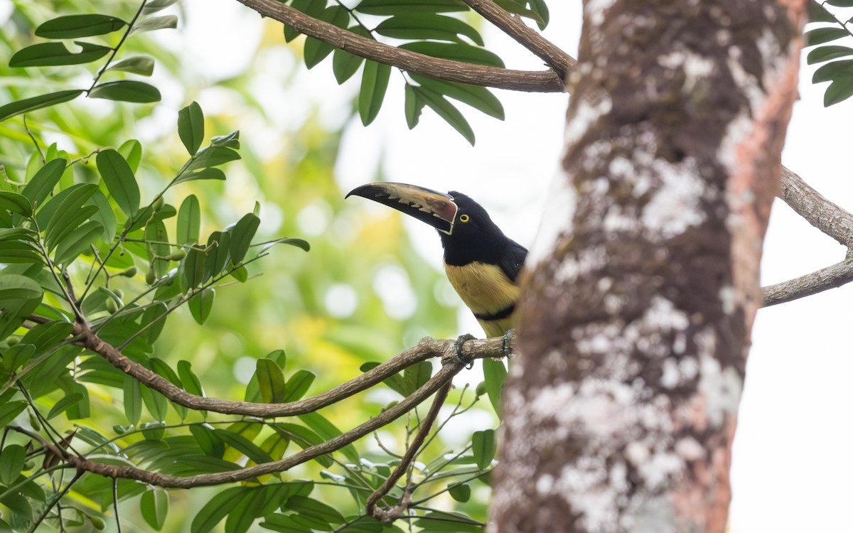 Collared Aracari - ML617936435