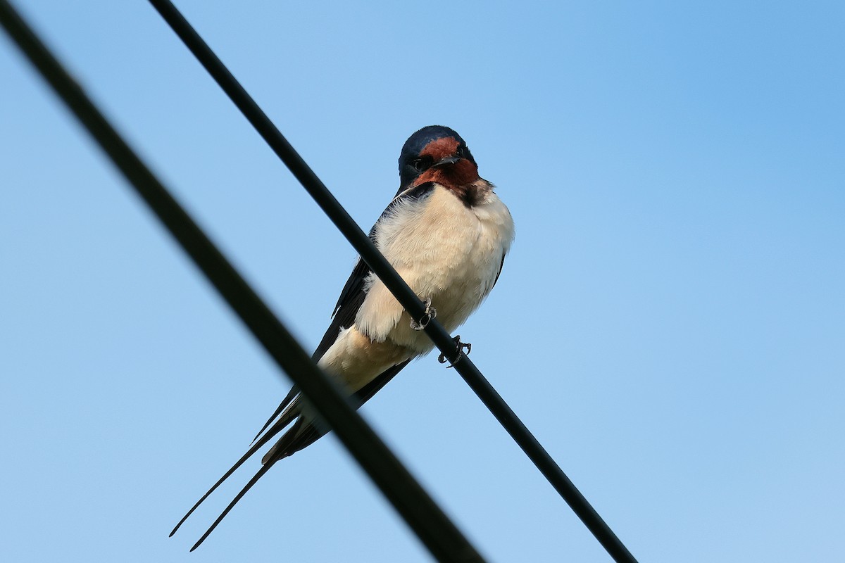 Barn Swallow - ML617936463