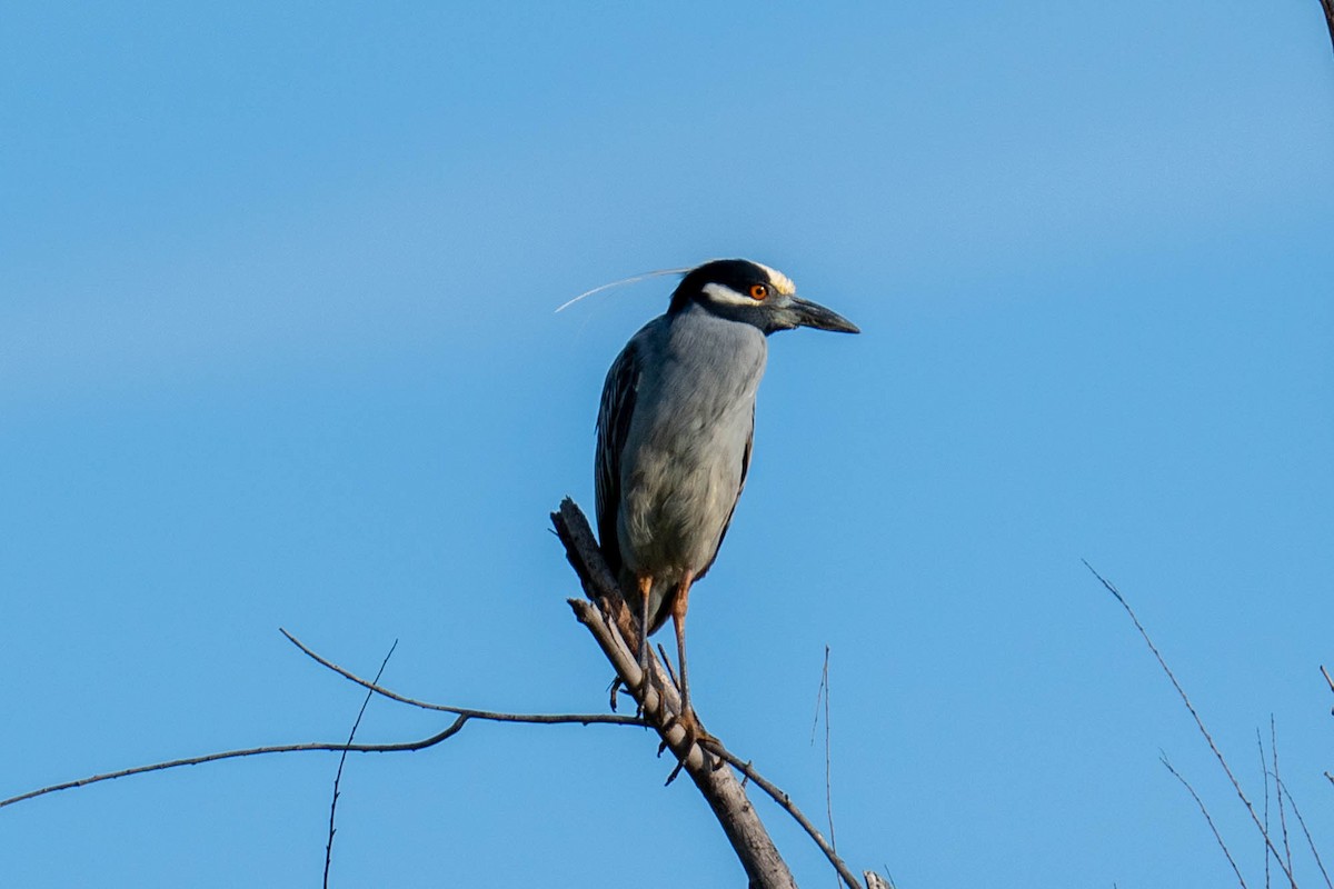 Yellow-crowned Night Heron - ML617936472