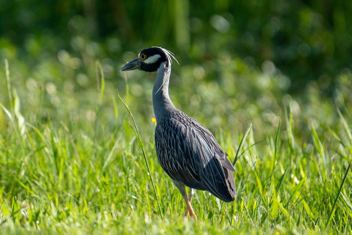 Yellow-crowned Night Heron - ML617936473