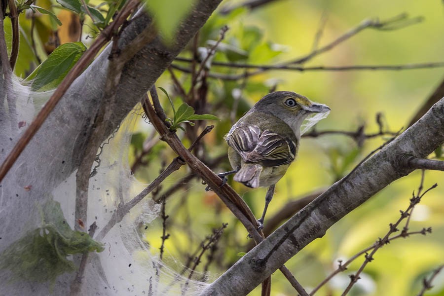 White-eyed Vireo - ML617936487