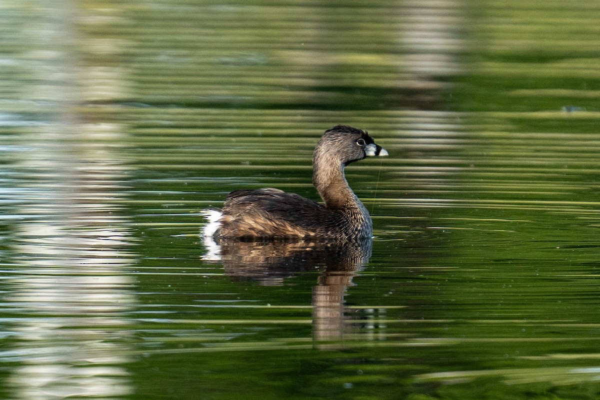 Pied-billed Grebe - ML617936493