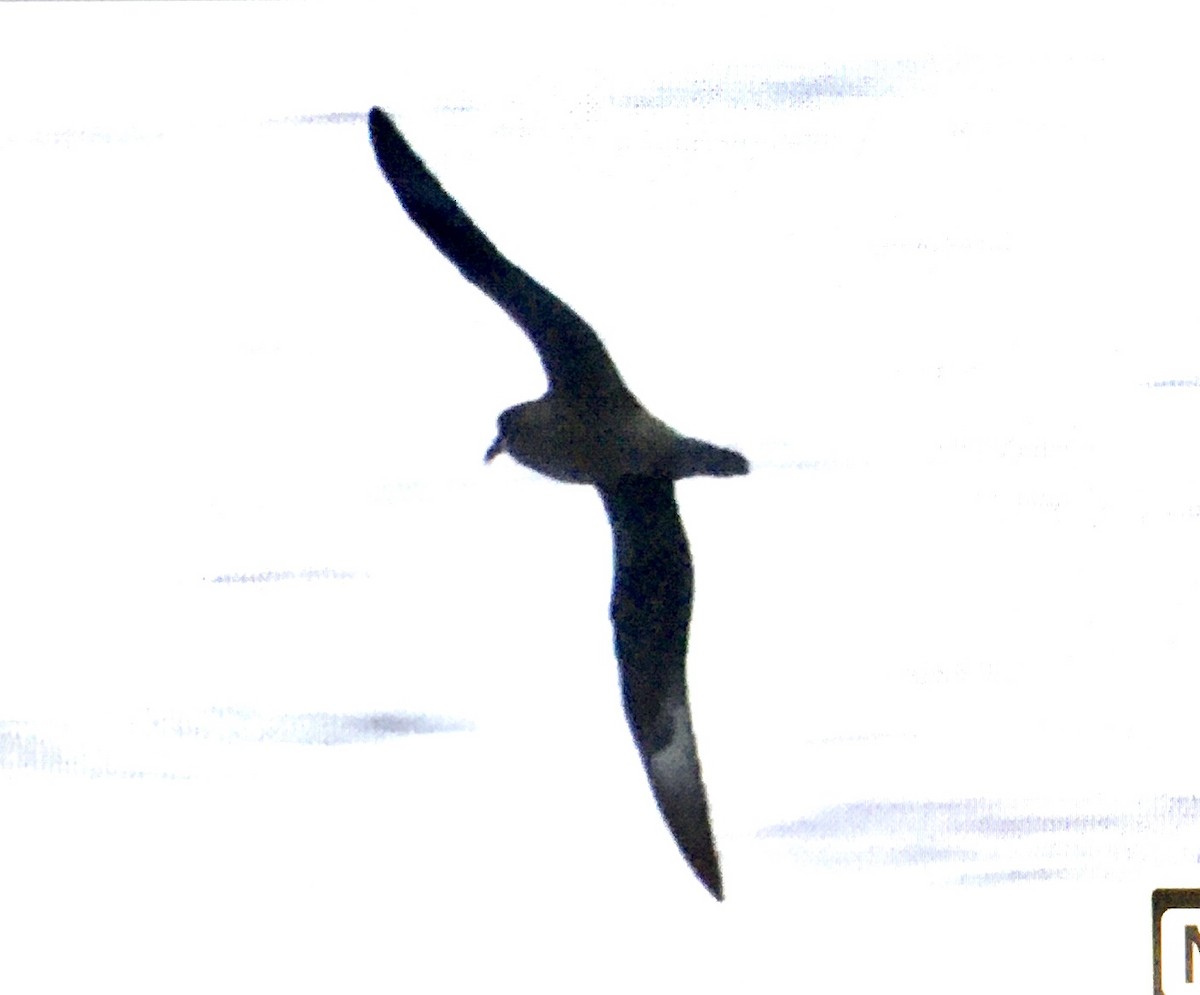 Murphy's Petrel - ML617936544