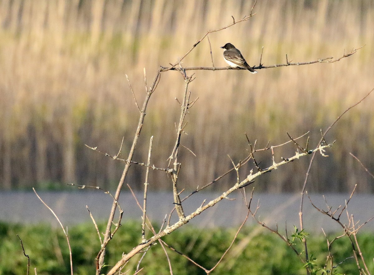 Eastern Kingbird - ML617936557