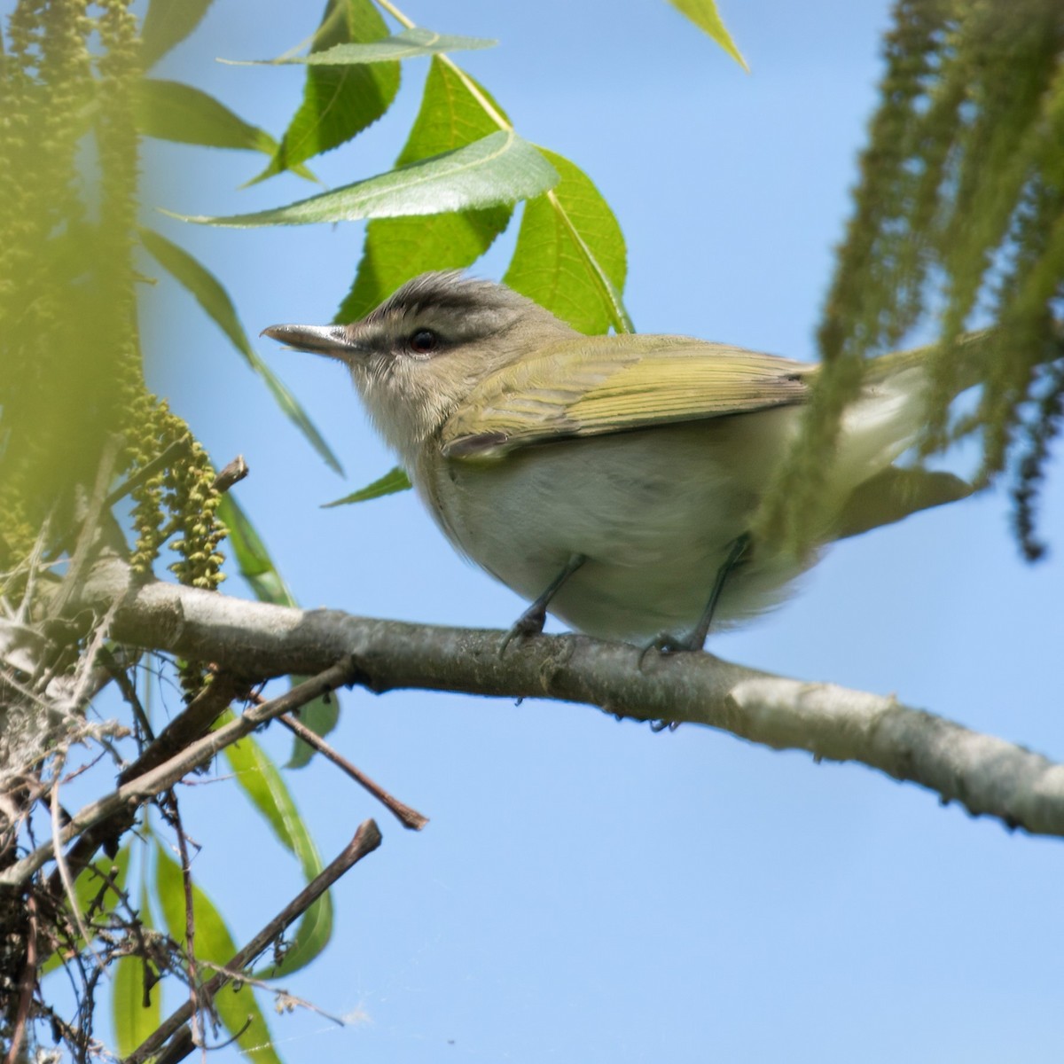 Kızıl Gözlü Vireo - ML617936578