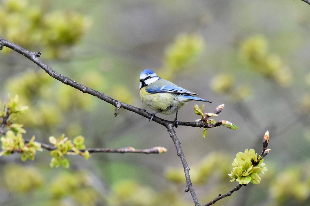 Eurasian Blue Tit - ML617936579