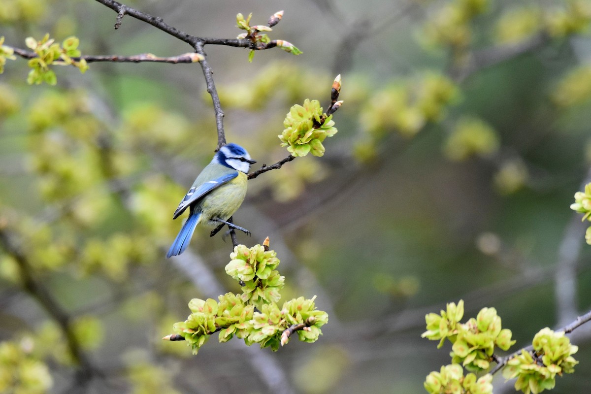 Eurasian Blue Tit - ML617936581