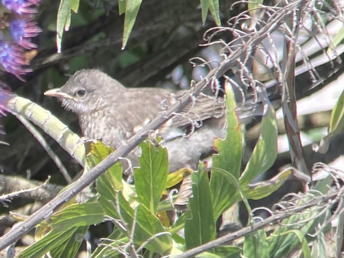 Northern Mockingbird - ML617936588