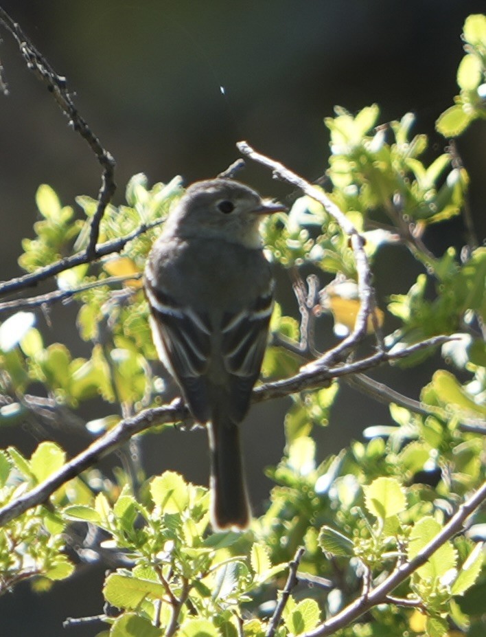 Dusky Flycatcher - John Rhoades