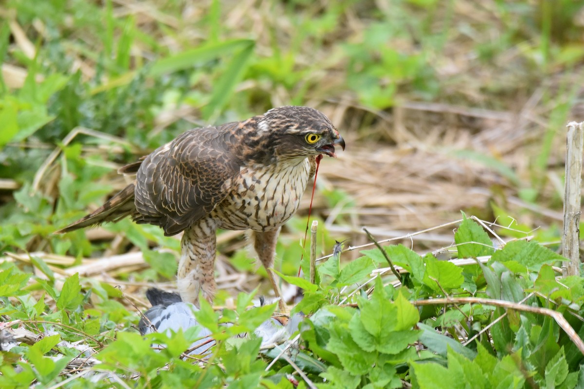 Eurasian Sparrowhawk - ML617936620