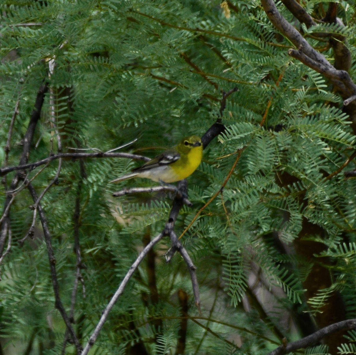 Yellow-throated Vireo - David de Rivera Tønnessen