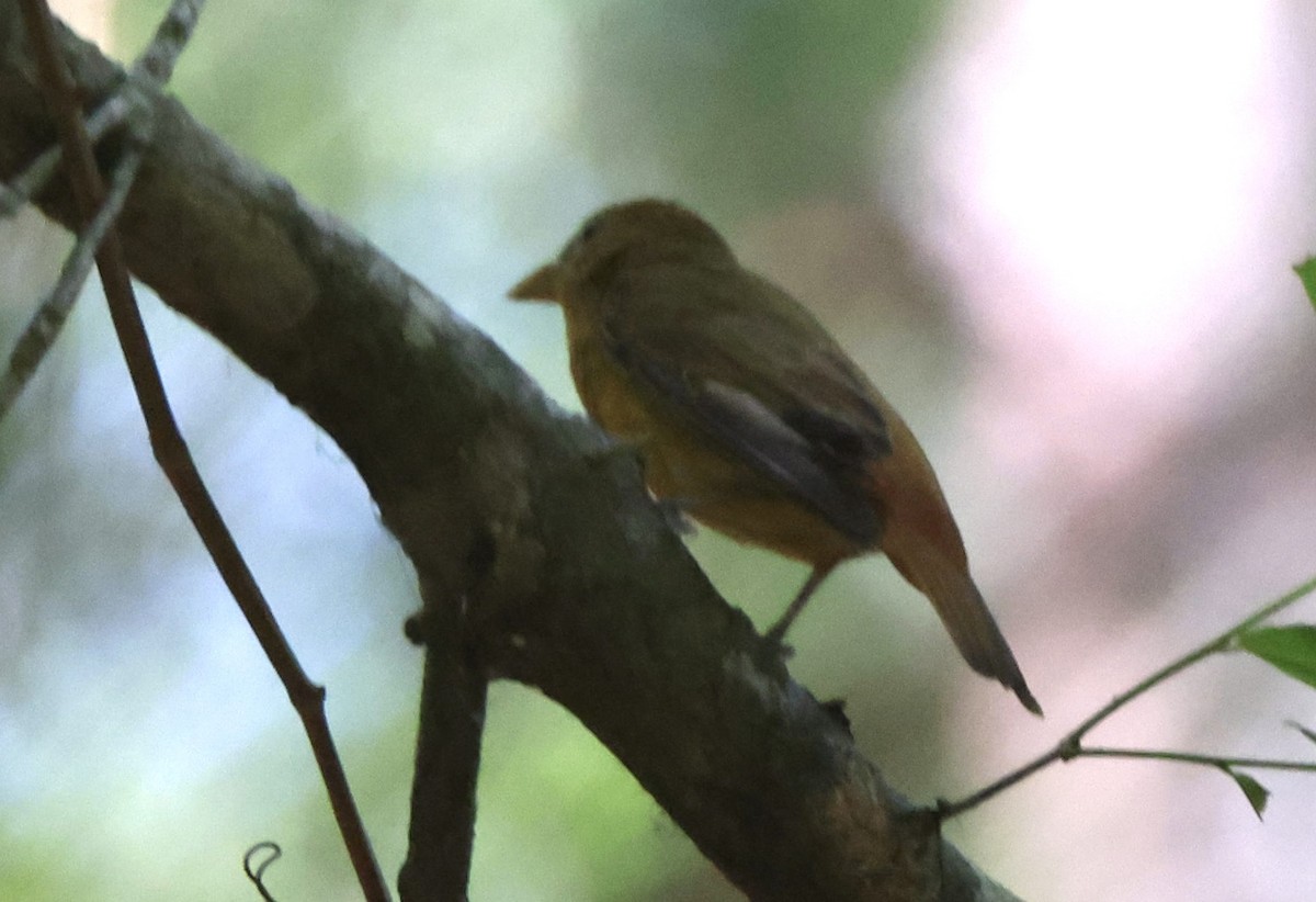 Summer Tanager - ML617936642