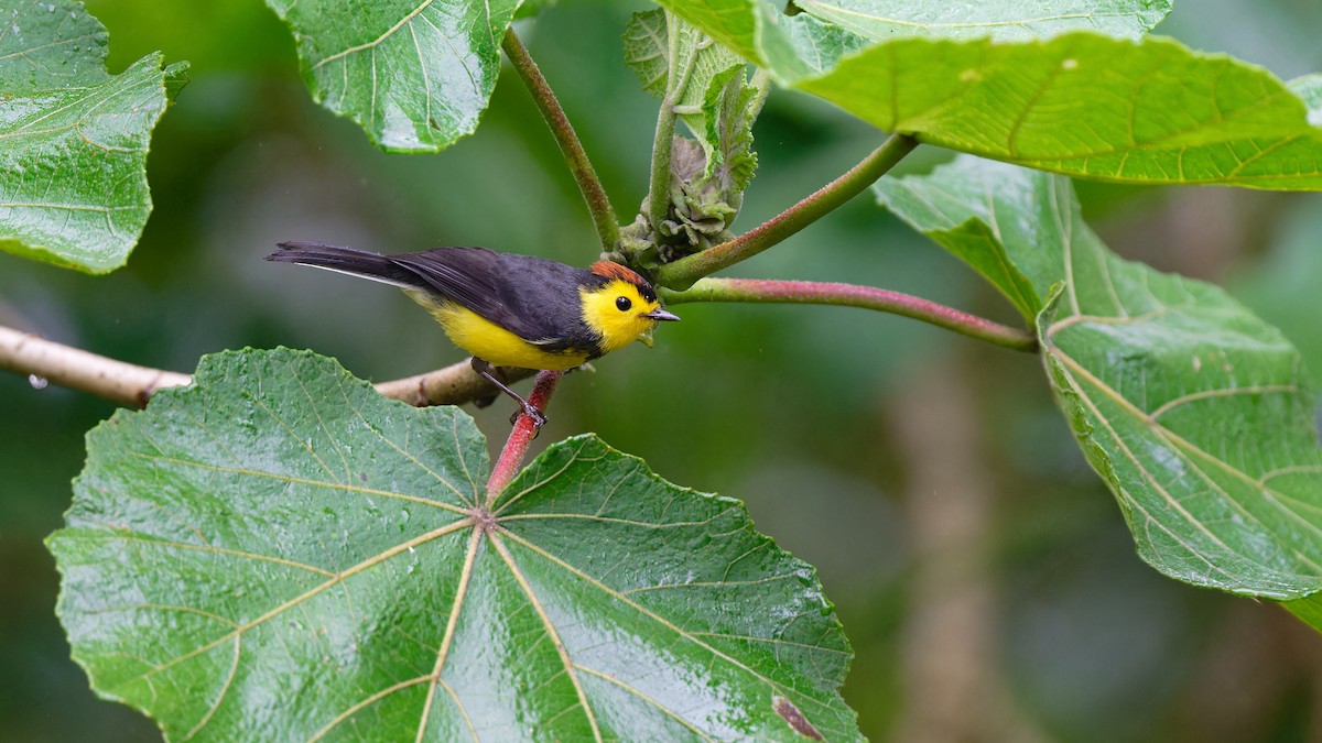 Collared Redstart - ML617936666