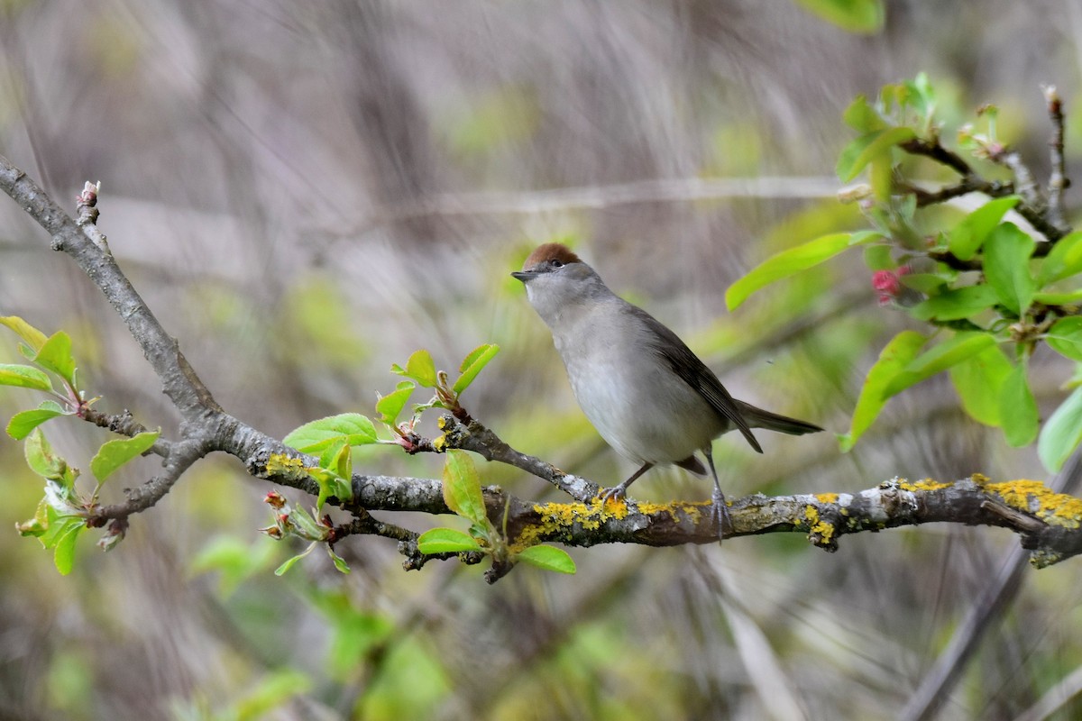 Eurasian Blackcap - Lukasz Pulawski