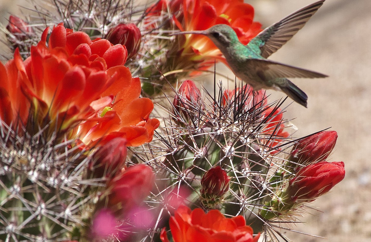 Broad-billed Hummingbird - Gary Bloomfield