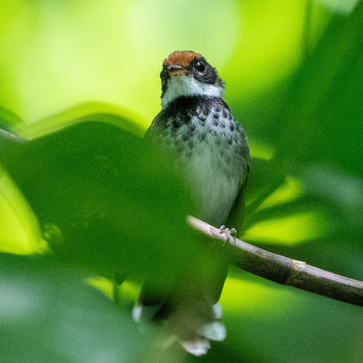 Solomons Rufous Fantail (Rufous-backed) - ML617936712