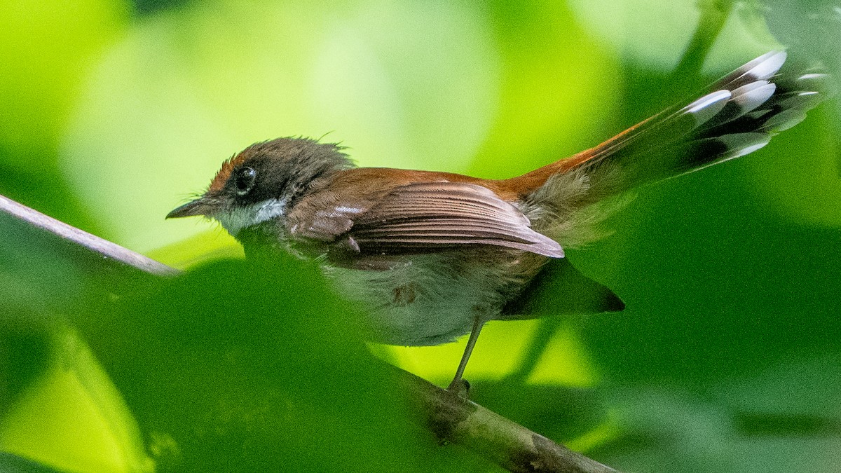 Solomons Rufous Fantail (Rufous-backed) - ML617936713