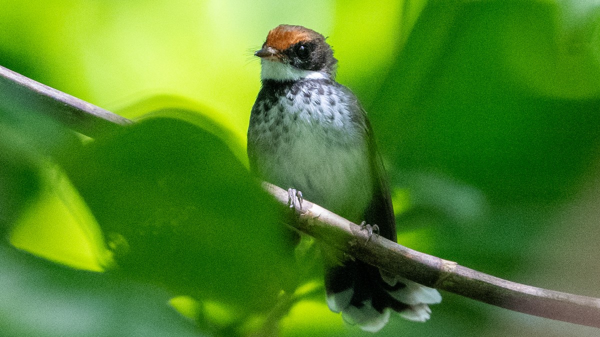 Solomons Rufous Fantail (Rufous-backed) - ML617936714