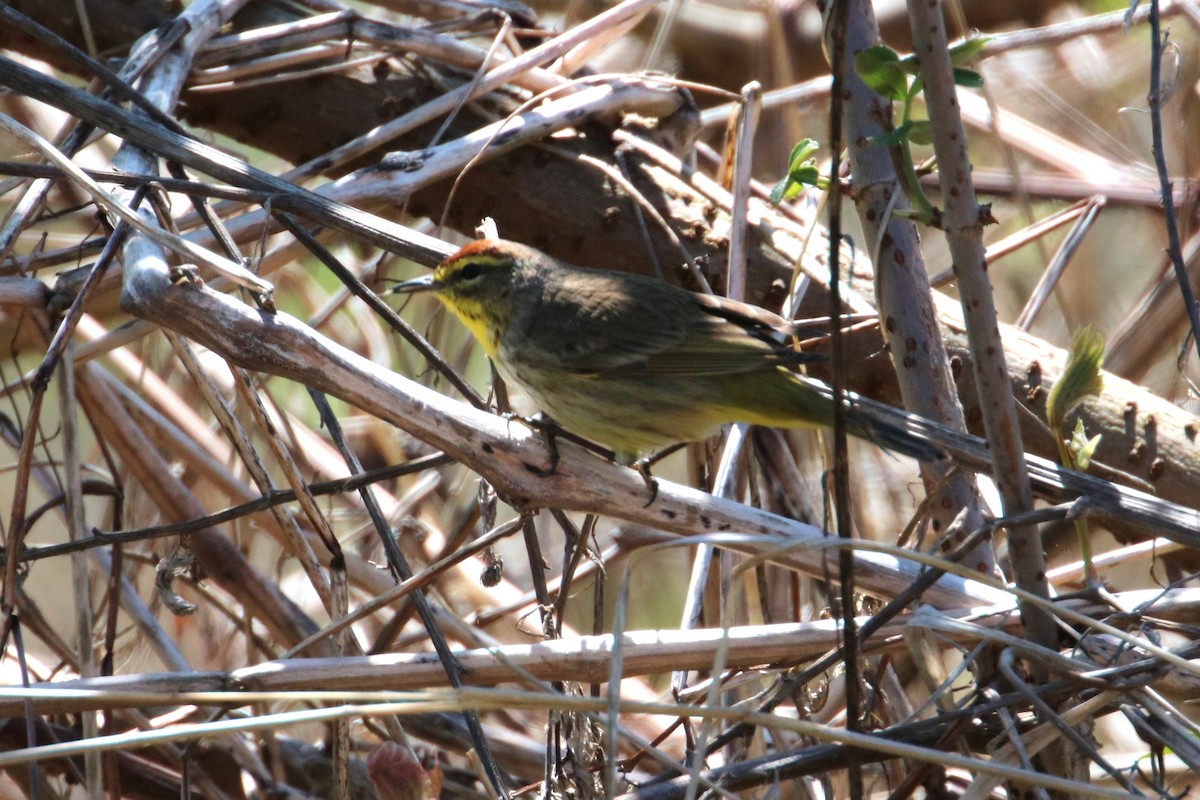 Palm Warbler - ML617936721