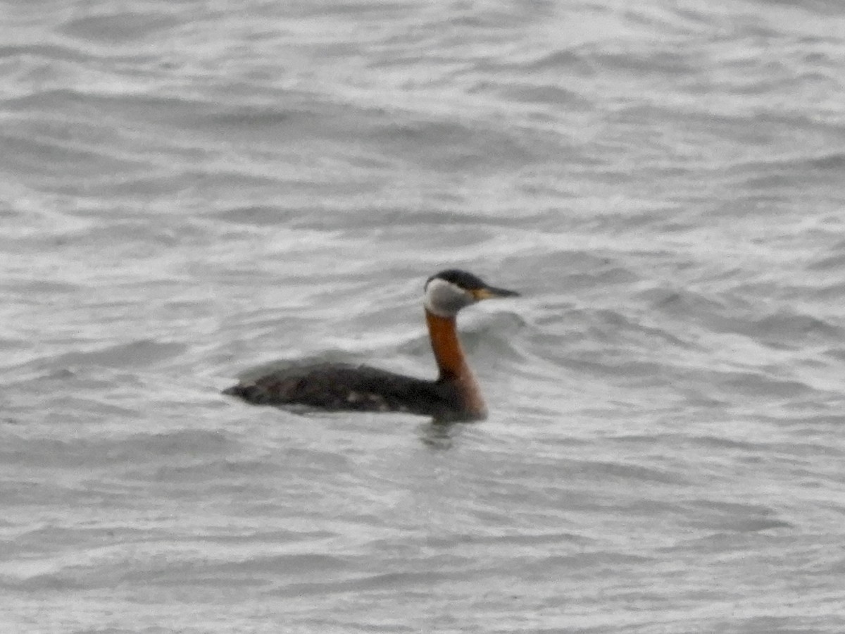 Red-necked Grebe - ML617936722