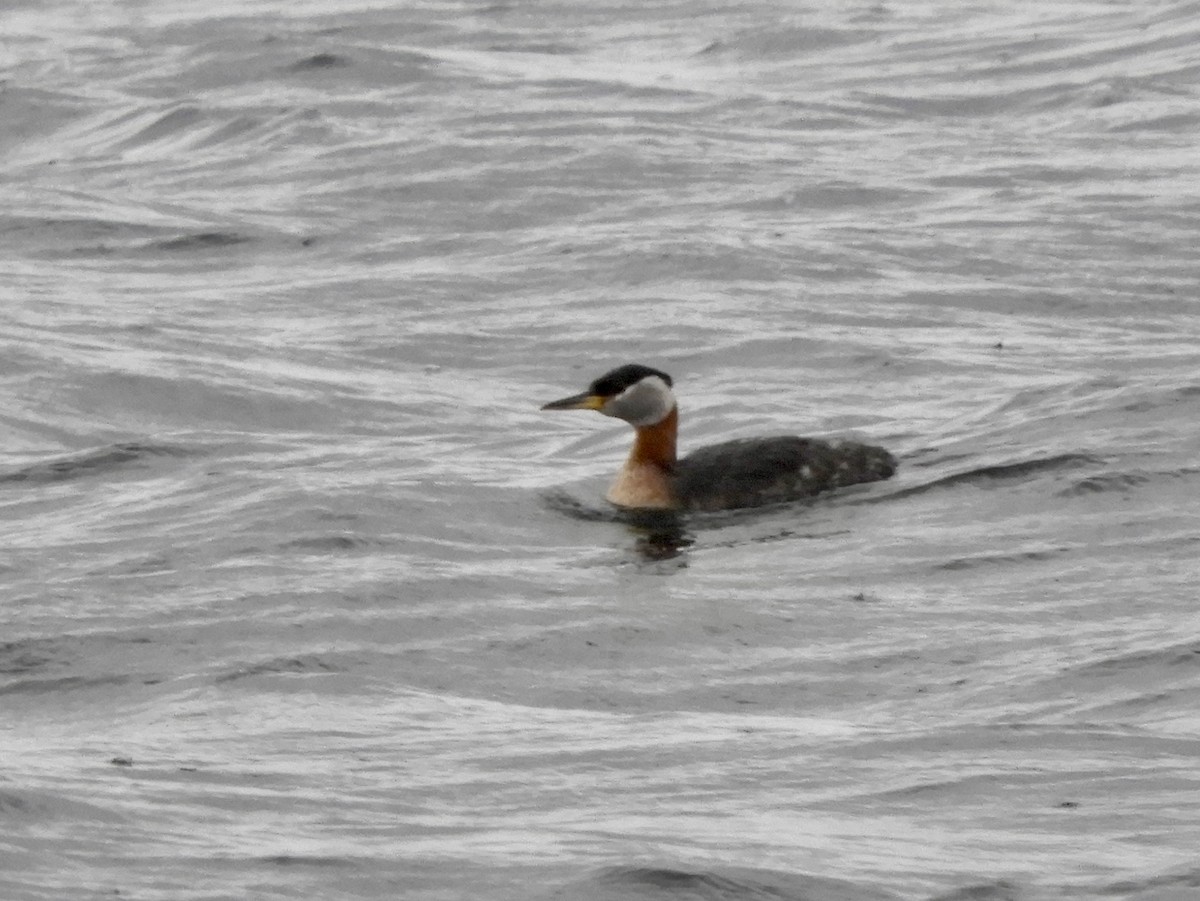 Red-necked Grebe - ML617936723