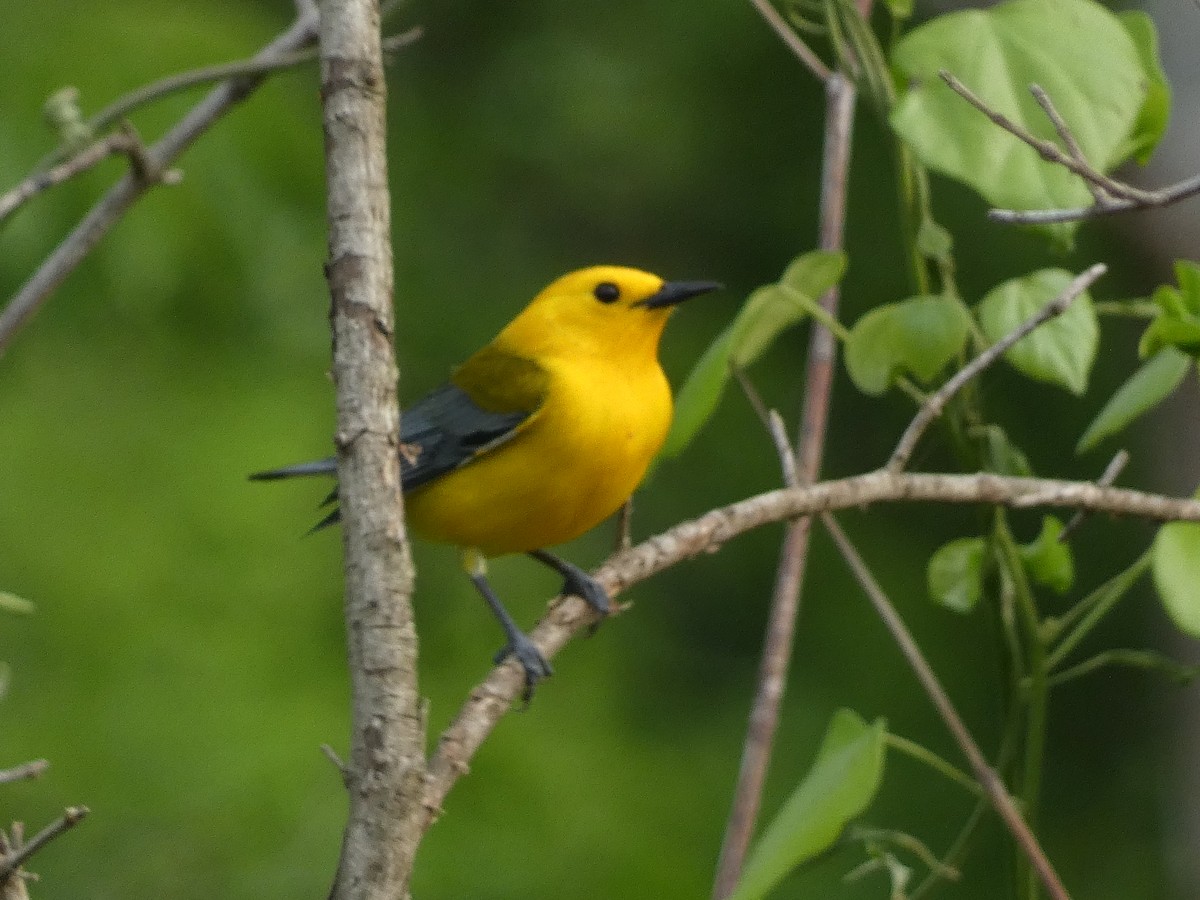 Prothonotary Warbler - ML617936762