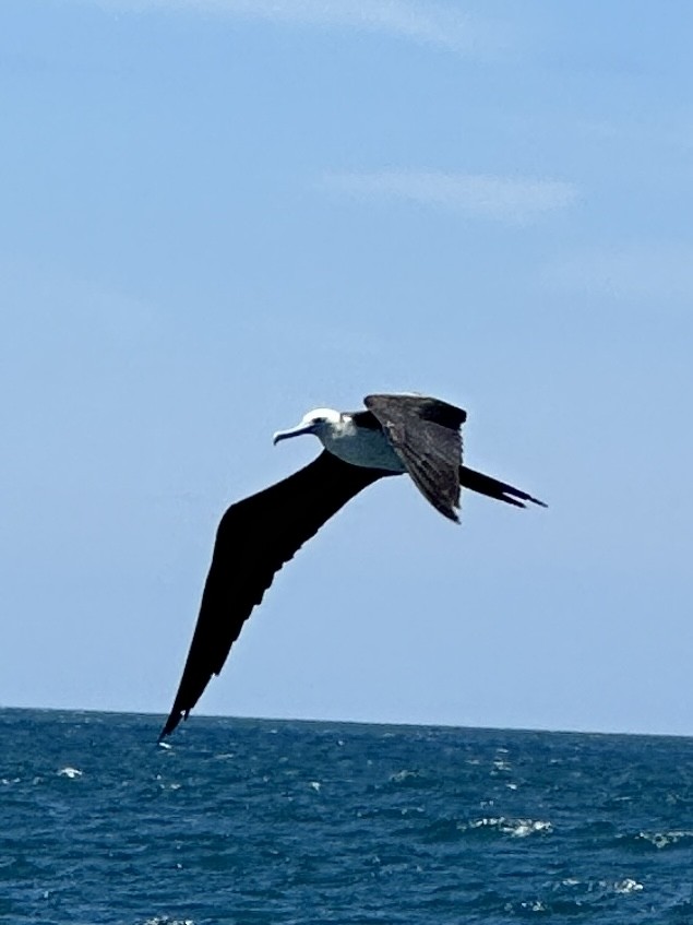 Magnificent Frigatebird - Gary Langell