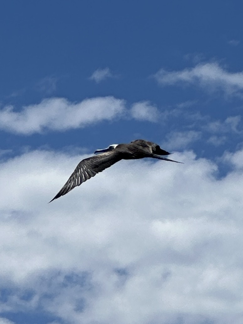 Magnificent Frigatebird - Gary Langell