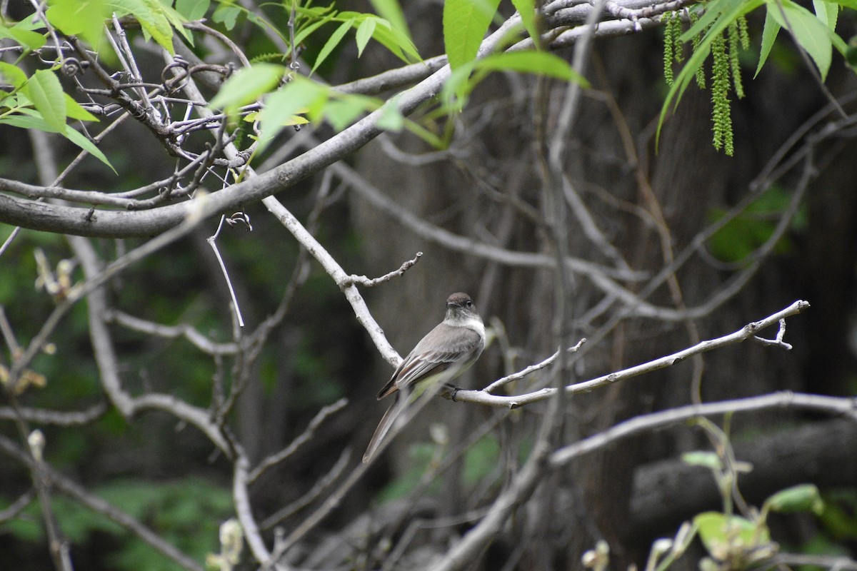 Eastern Phoebe - Parker Allie