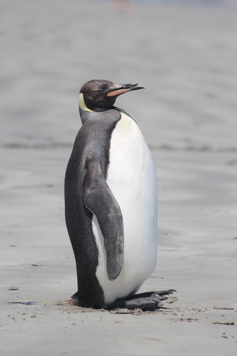 オウサマペンギン - ML617936831