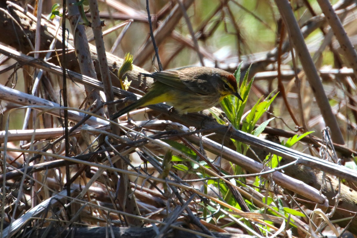 Palm Warbler - ML617936837