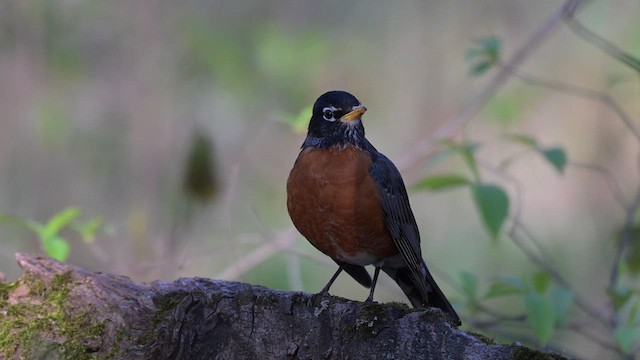 American Robin - ML617936839