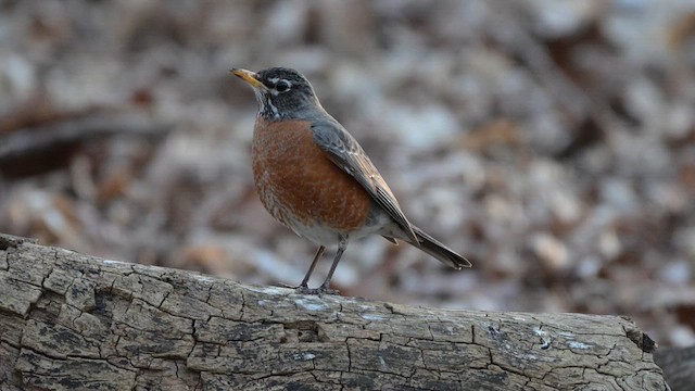 American Robin - ML617936840