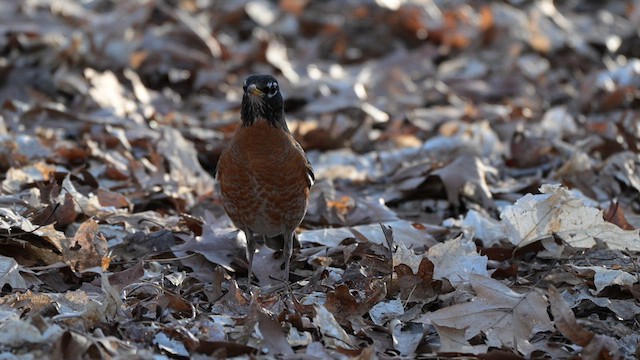 American Robin - ML617936842