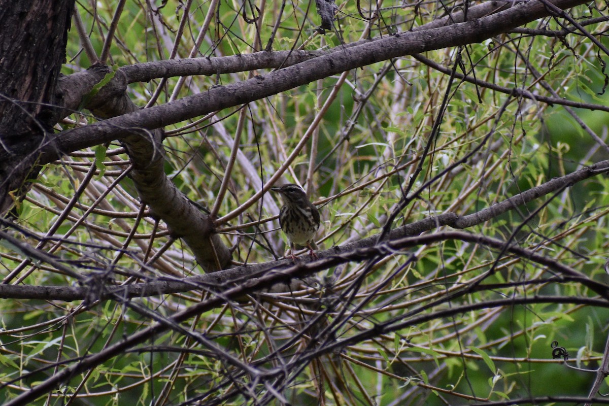 Paruline hochequeue - ML617936850