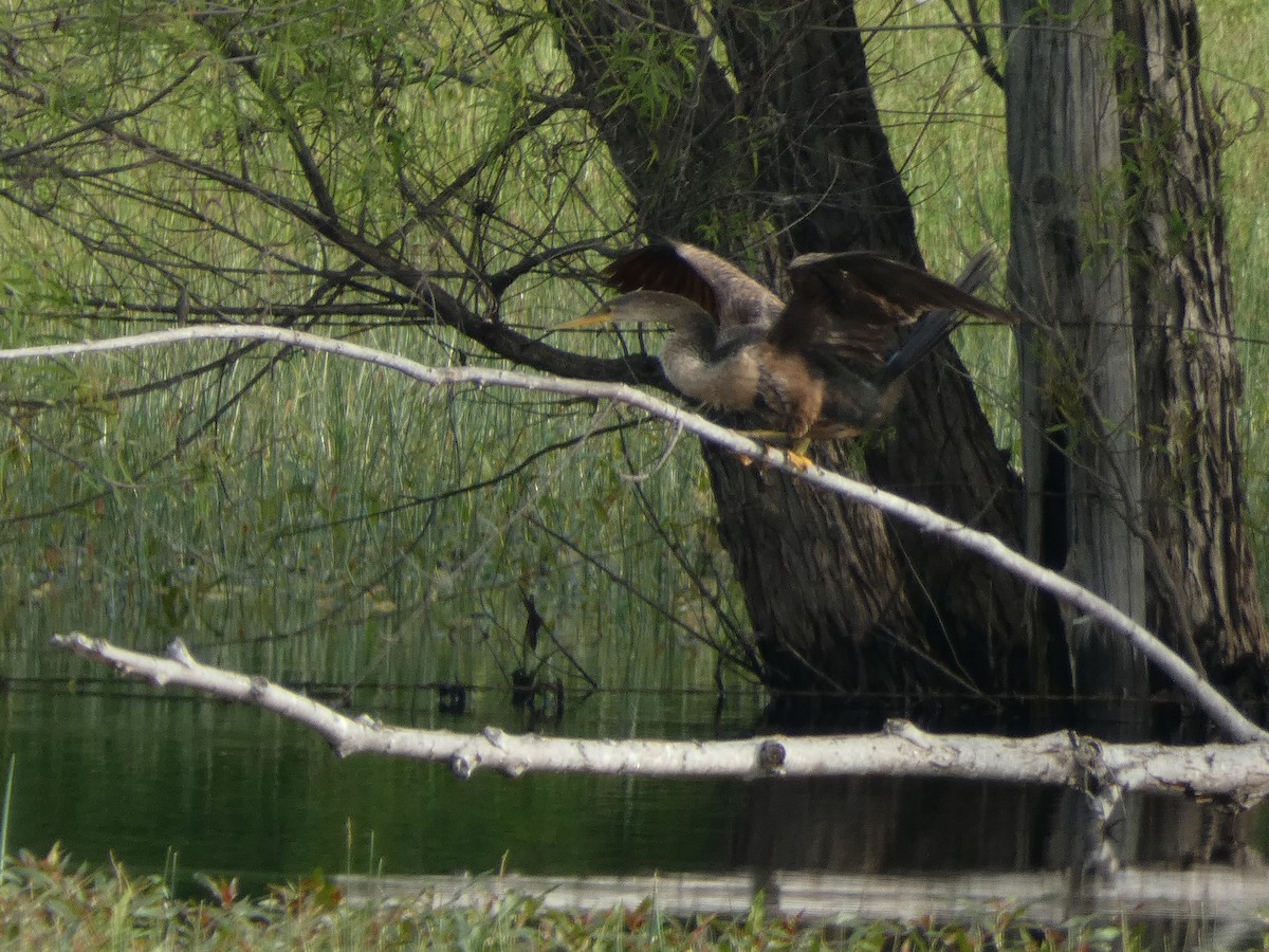 Anhinga Americana - ML617936861