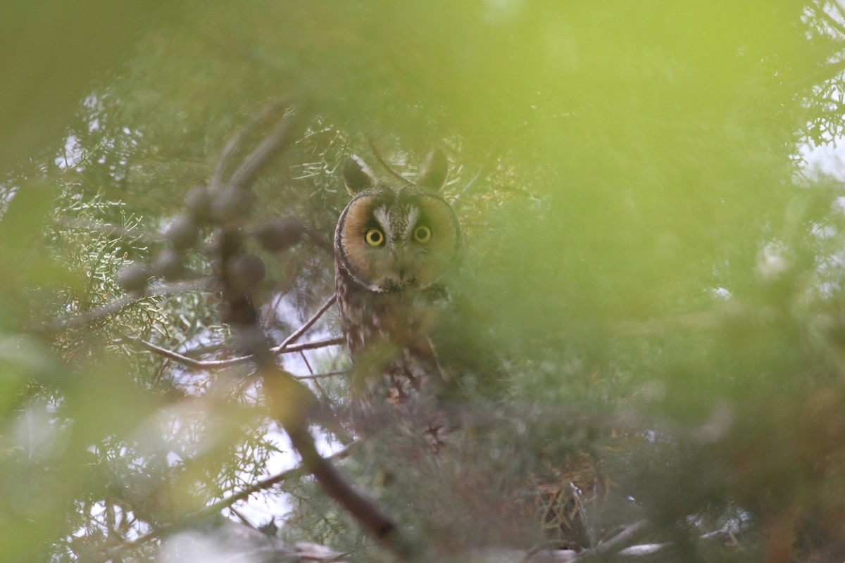 Long-eared Owl - ML617936864