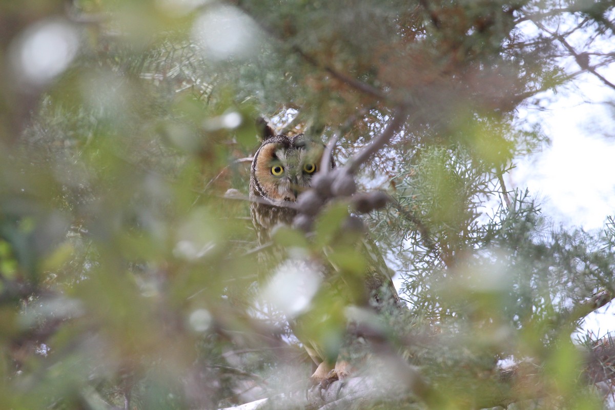 Long-eared Owl - ML617936865