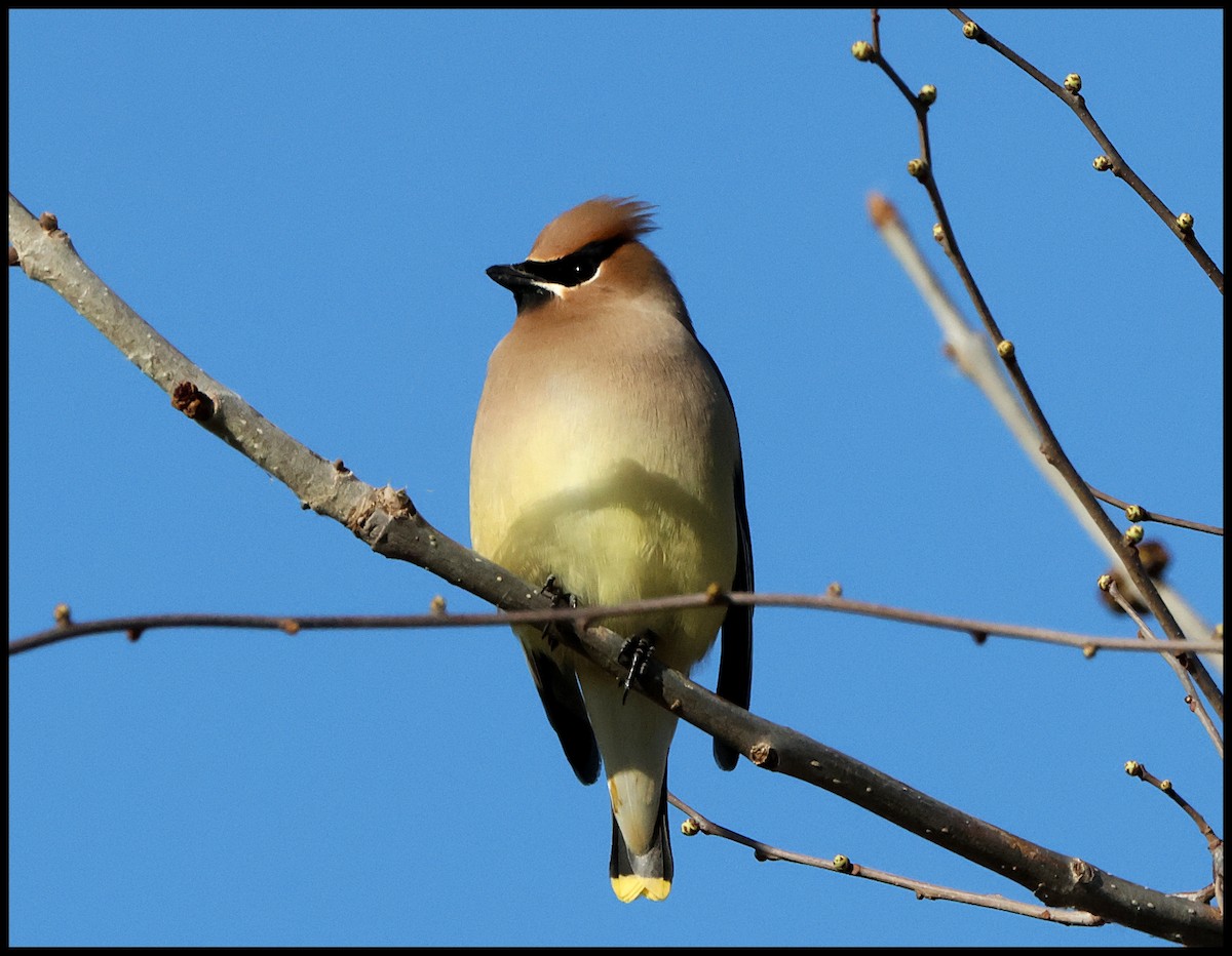 Cedar Waxwing - ML617936870