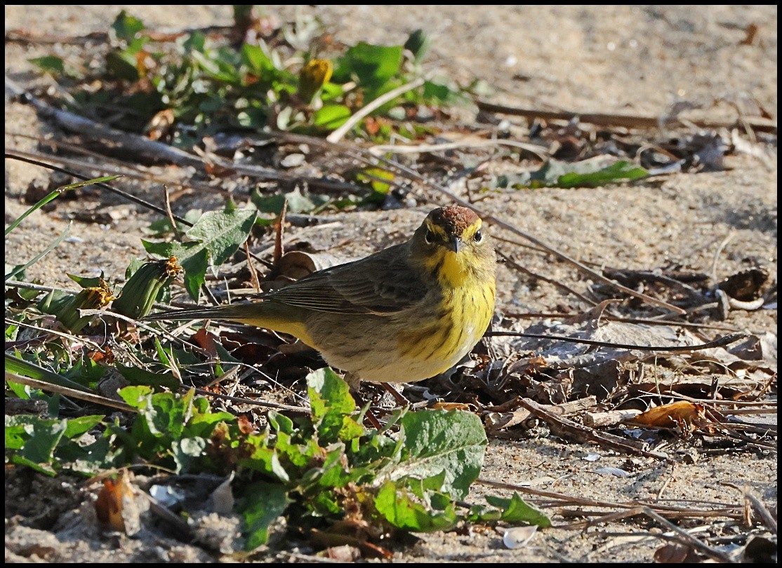 Paruline à couronne rousse - ML617936874