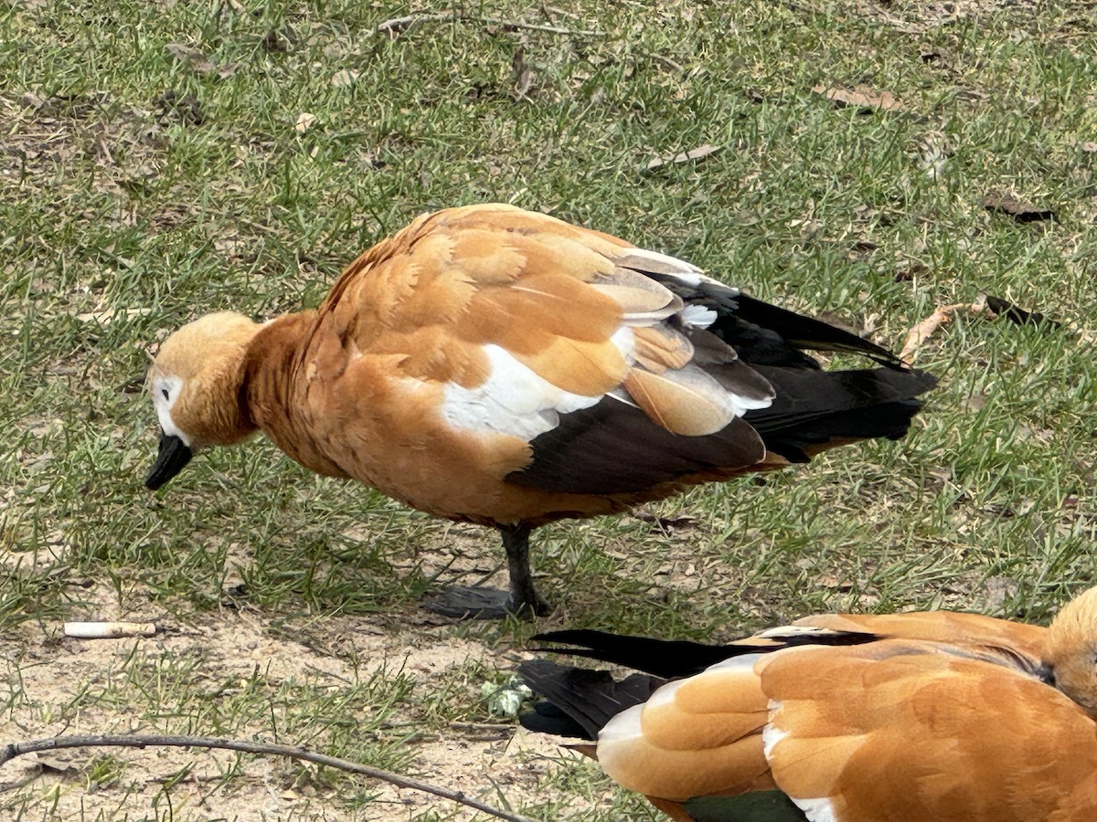 Ruddy Shelduck - ML617936882