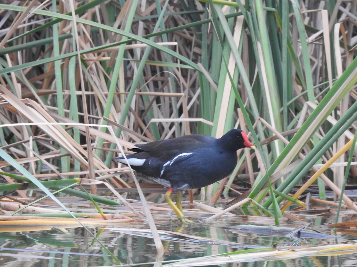 Common Gallinule - ML617936909