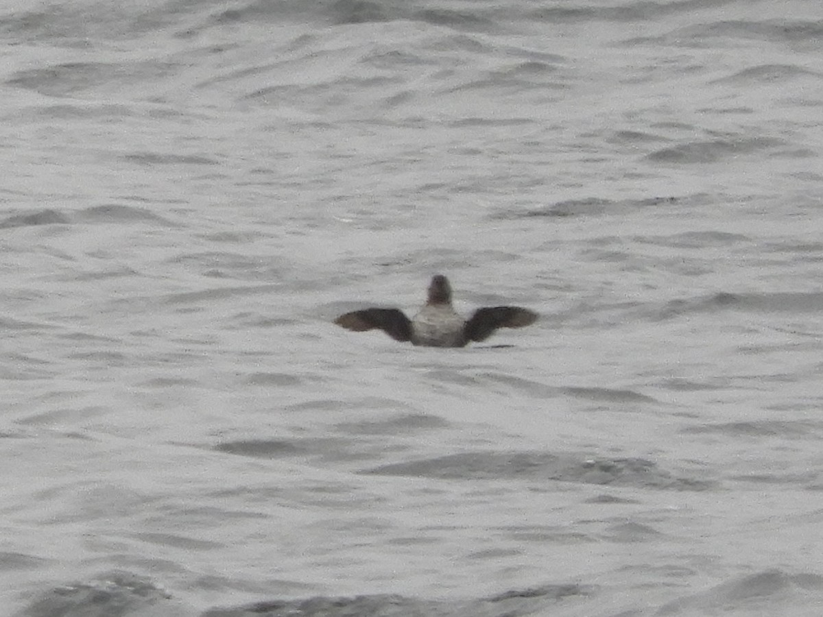 Guillemot marbré - ML617936920