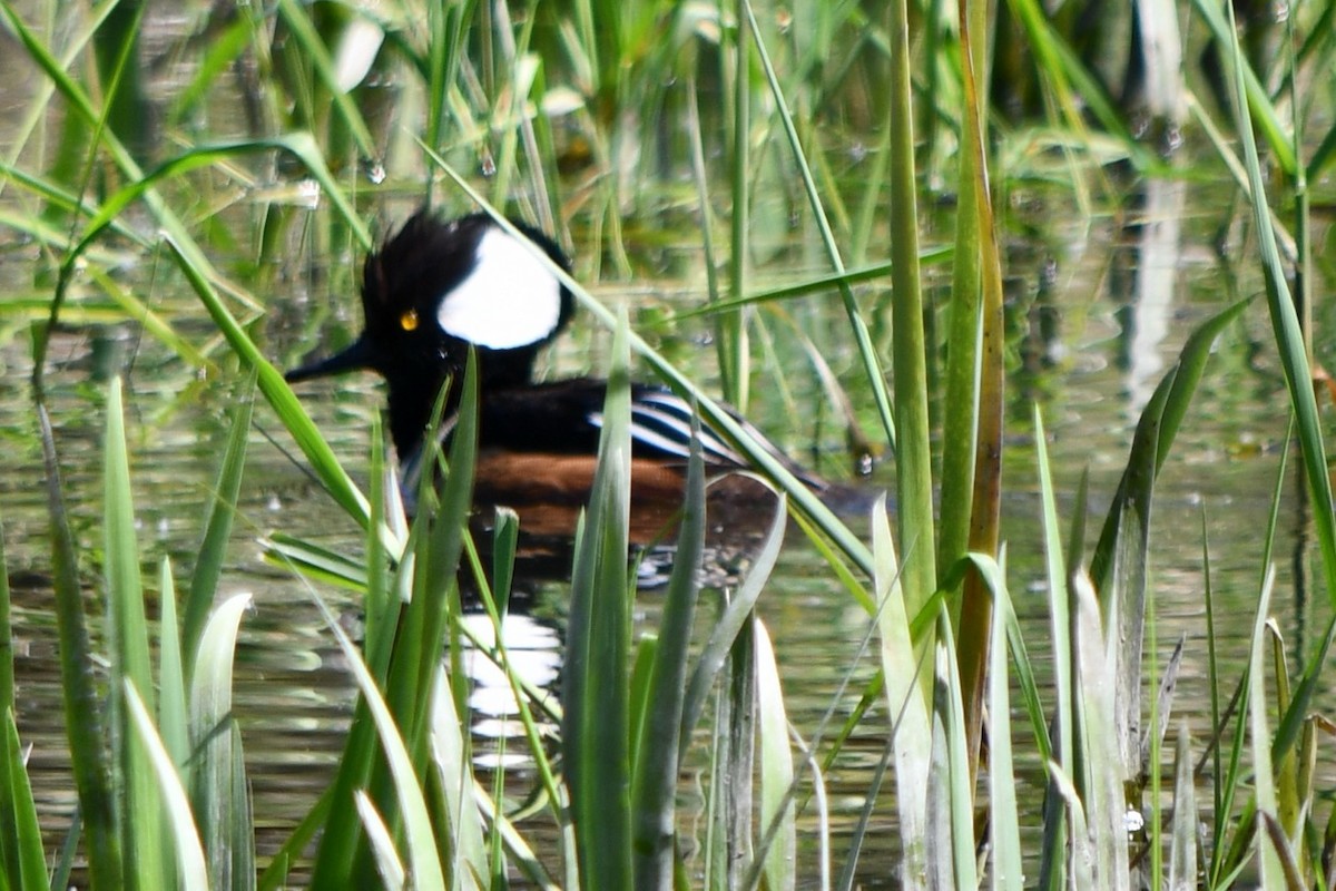 Hooded Merganser - ML617936930