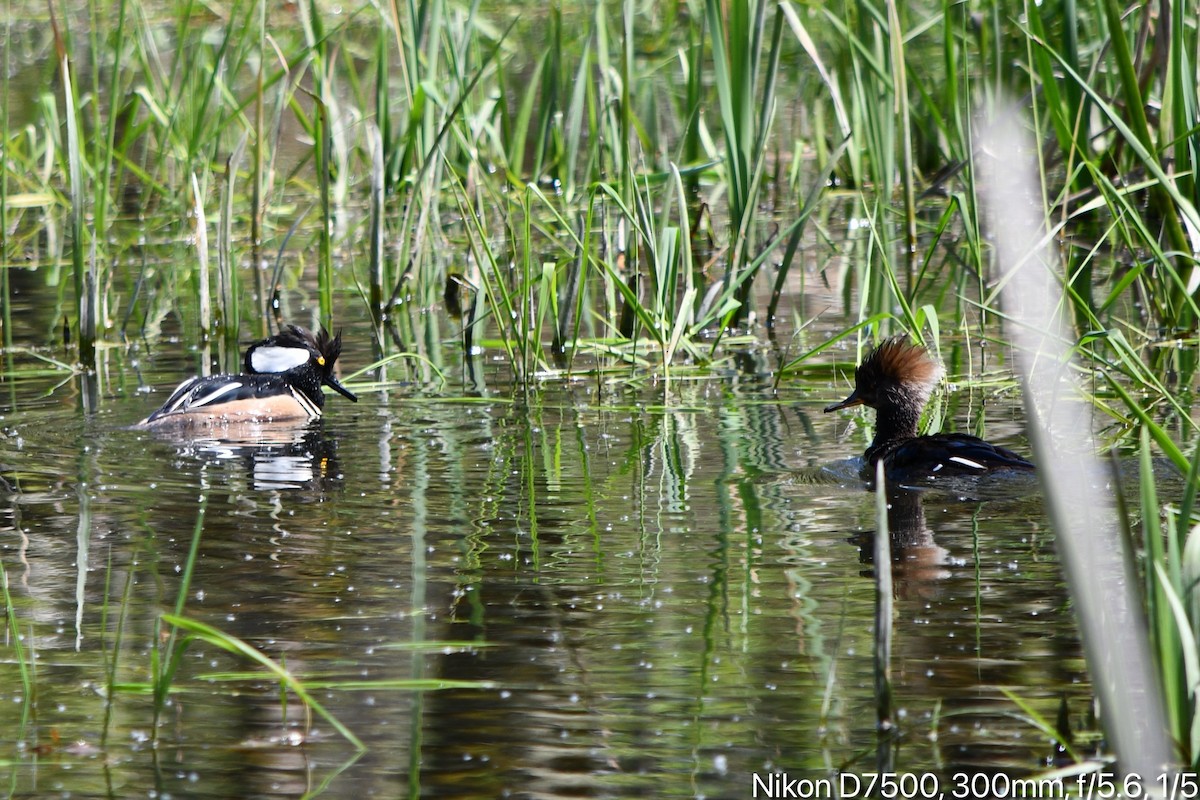 Hooded Merganser - ML617936931