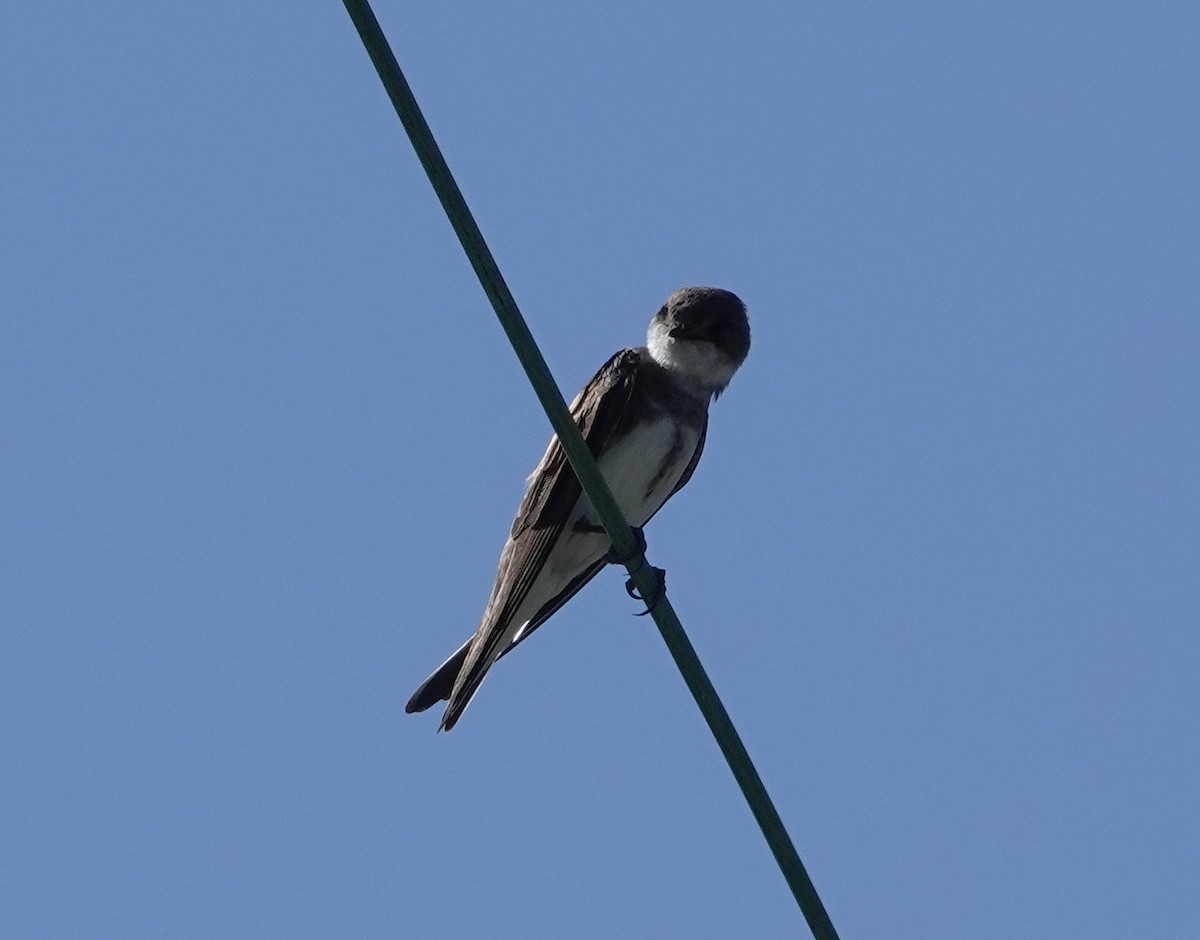 Bank Swallow - ML617936933