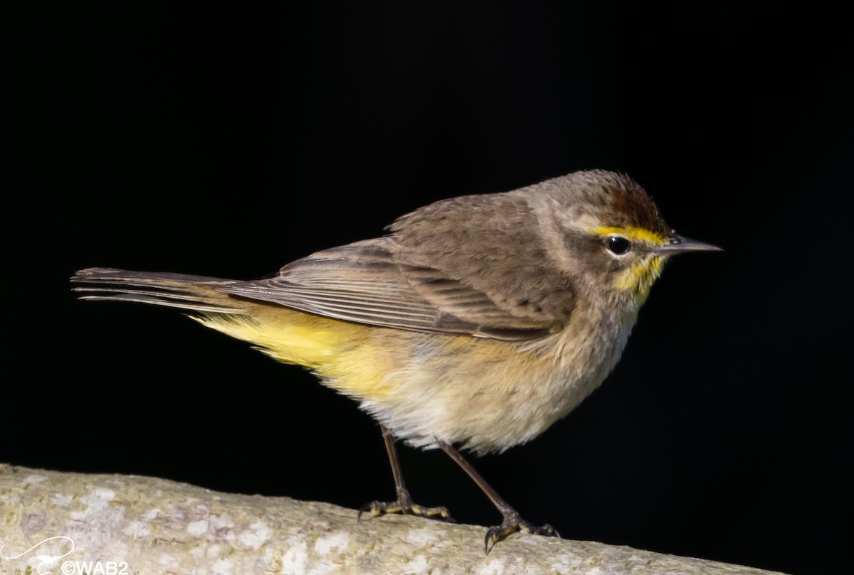 Palm Warbler - William Blodgett Jr.